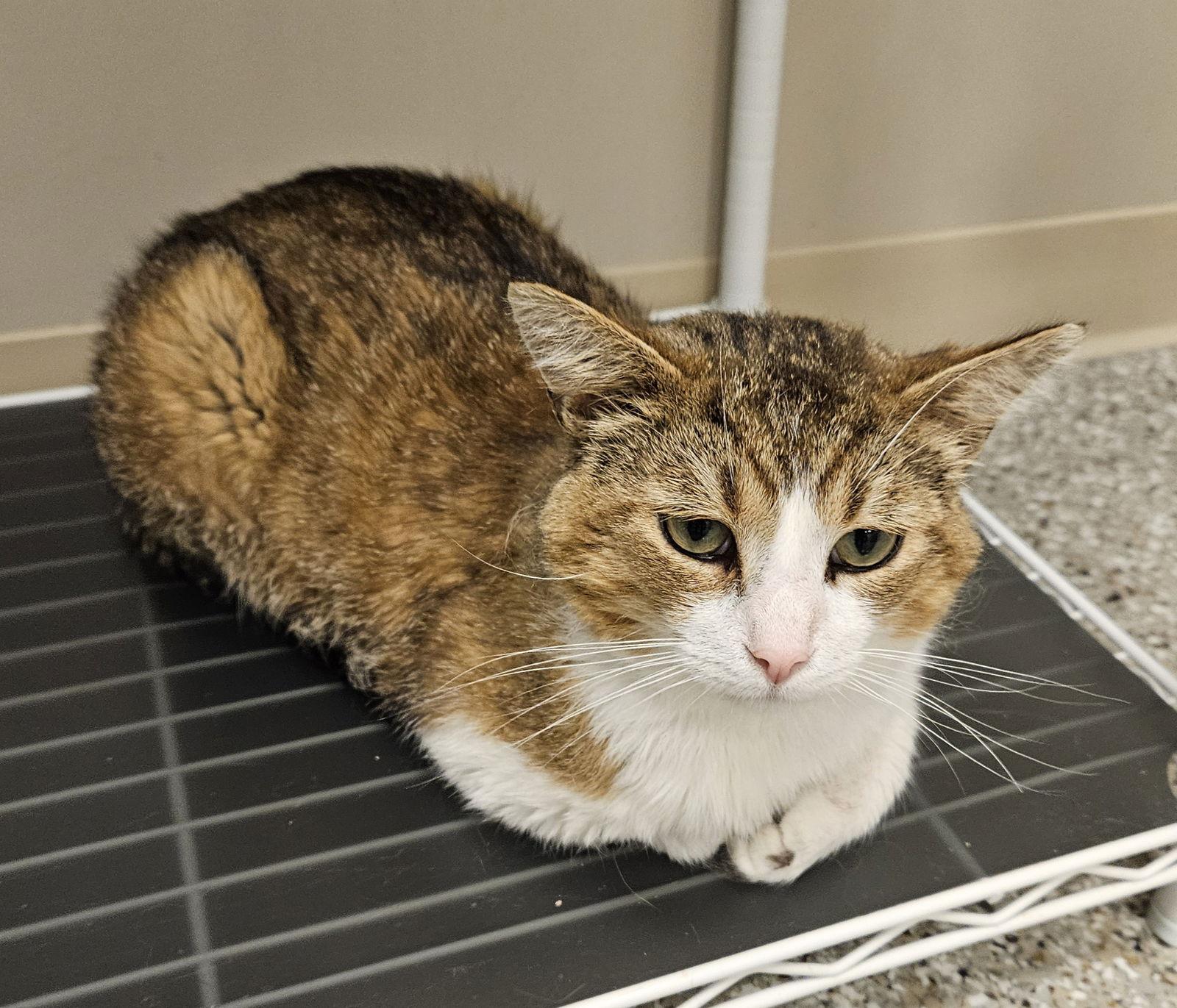 Enlarge Dexter, a Adoptable mixed breed in Greenfield, IN image 1/2