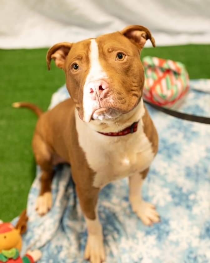 Bob, a Adopted mixed breed in Woonsocket, RI image 1/2