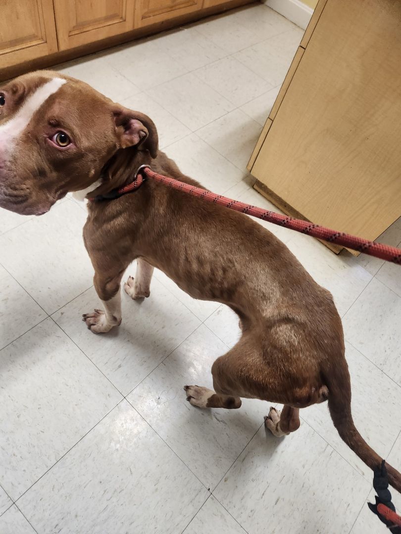 Bob, a Adopted mixed breed in Woonsocket, RI image 2/2