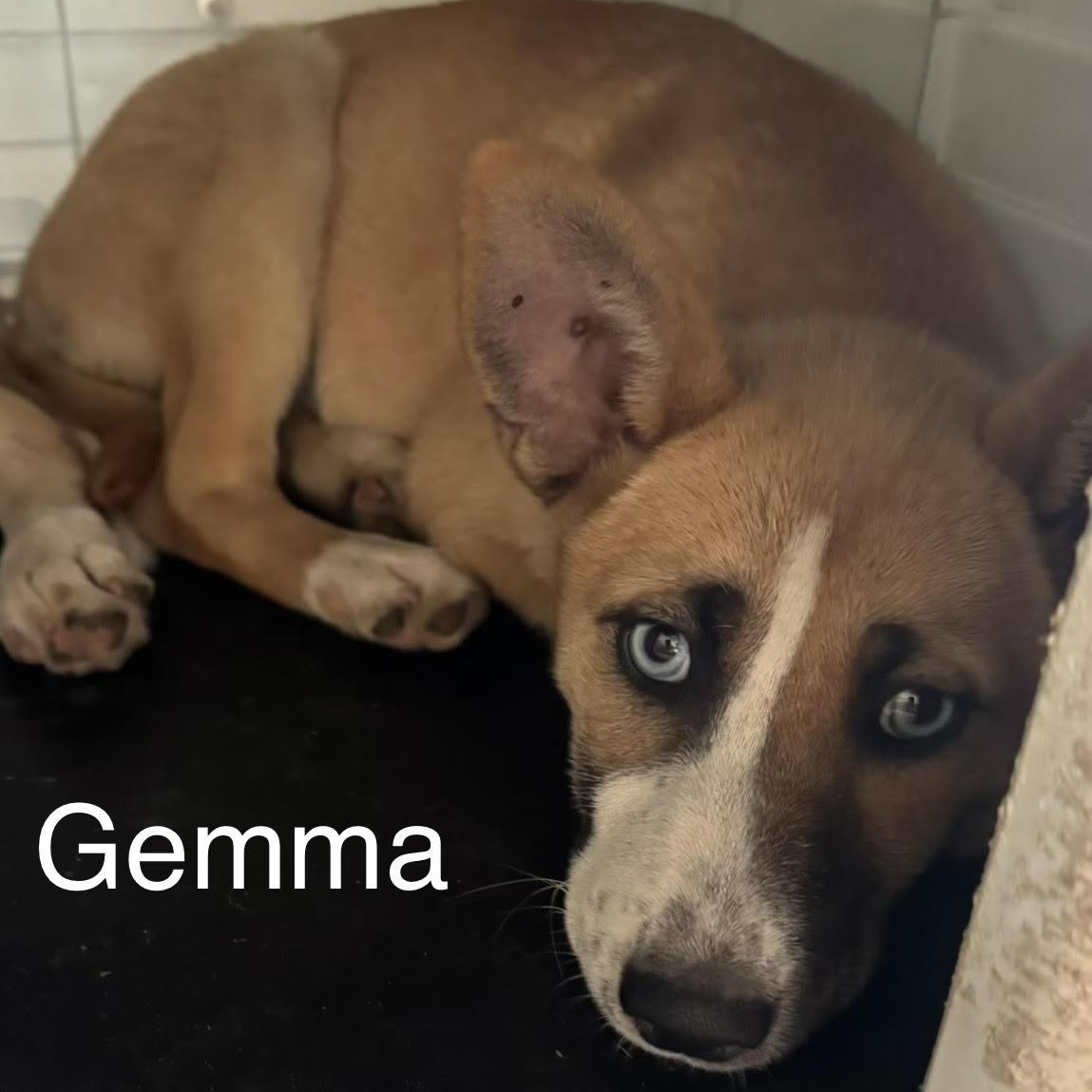 Enlarge Gemma, a ADOPTABLE mixed breed in Water Valley, MS image 1/1