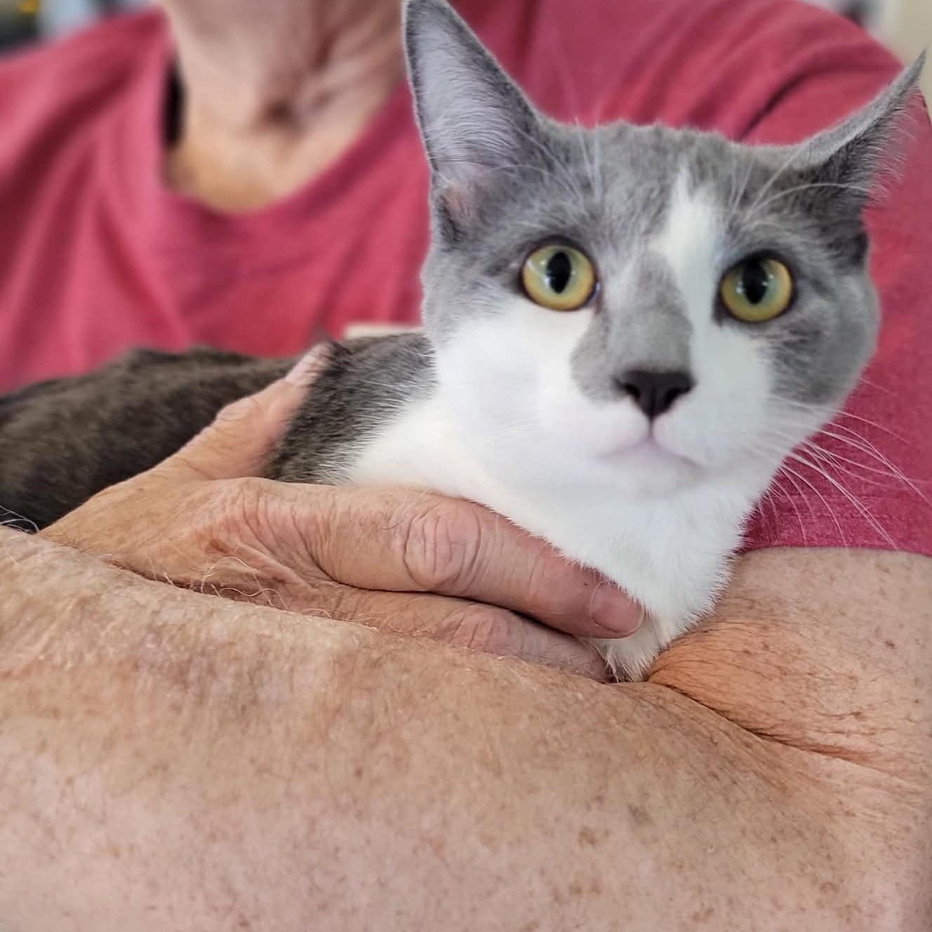 Enlarge Bowser - bonded to Yoshi, an adopted Domestic Short Hair in Myrtle Beach, SC image 2/3