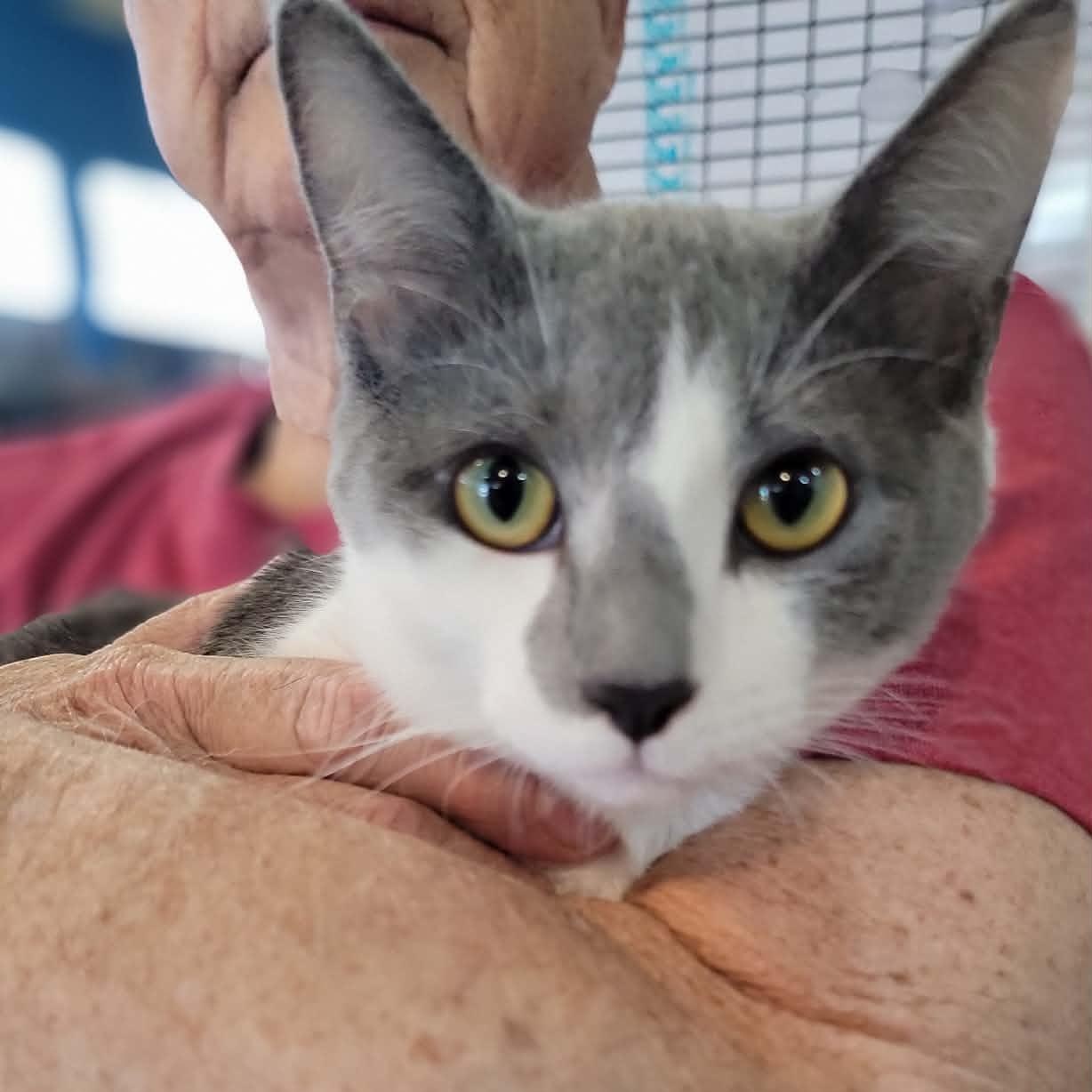 Enlarge Bowser - bonded to Yoshi, an adopted Domestic Short Hair in Myrtle Beach, SC image 1/3