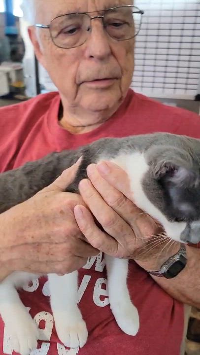 Enlarge Bowser - bonded to Yoshi, an adopted Domestic Short Hair in Myrtle Beach, SC video 3/3