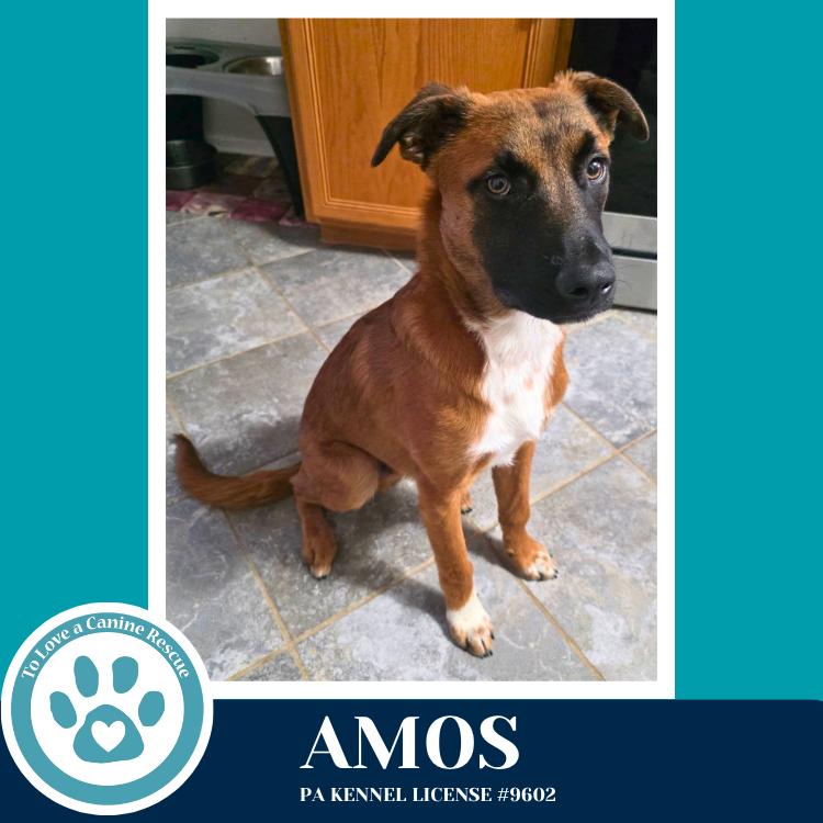 Amos ("A" Belgians) 031426, Adoptable, Young Male Belgian Shepherd / Malinois & Mixed Breed.