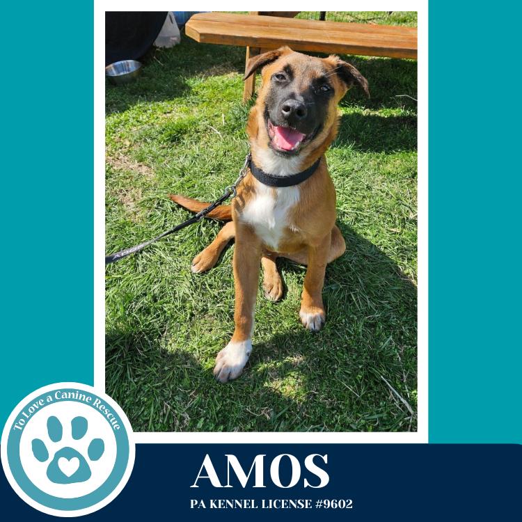 Enlarge Amos ("A" Belgians) 031426, a Adoptable mixed breed in Kimberton, PA image 2/6