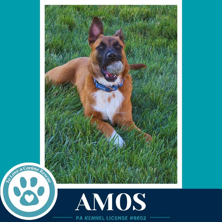 Enlarge Amos ("A" Belgians) 031426, a Adoptable mixed breed in Kimberton, PA image 3/6