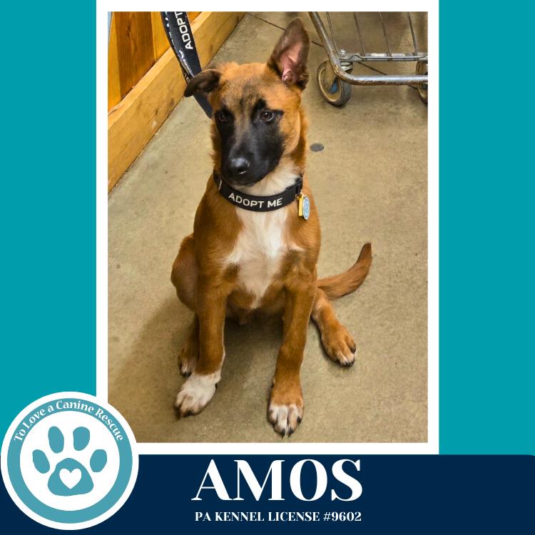 Enlarge Amos ("A" Belgians) 031426, a Adoptable mixed breed in Kimberton, PA image 4/6
