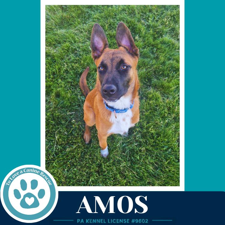 Enlarge Amos ("A" Belgians) 031426, a Adoptable mixed breed in Kimberton, PA image 5/6