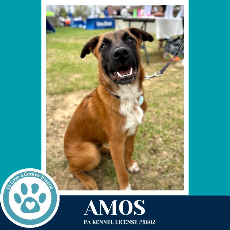 Enlarge Amos ("A" Belgians) 031426, a Adoptable mixed breed in Kimberton, PA image 6/6