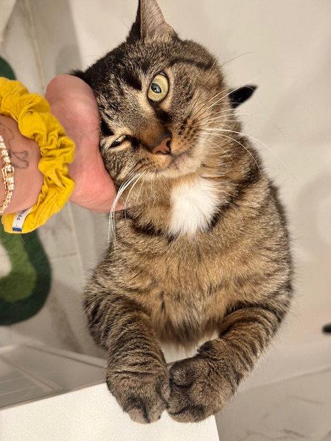Clove, Adoptable, Adult Female Domestic Short Hair.