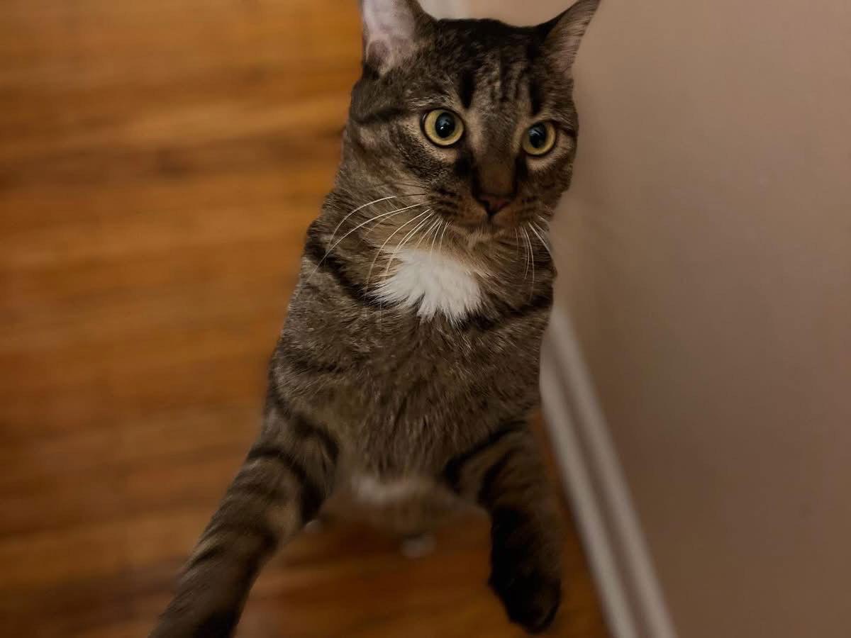 Clove, Adoptable, Adult Female Domestic Short Hair.