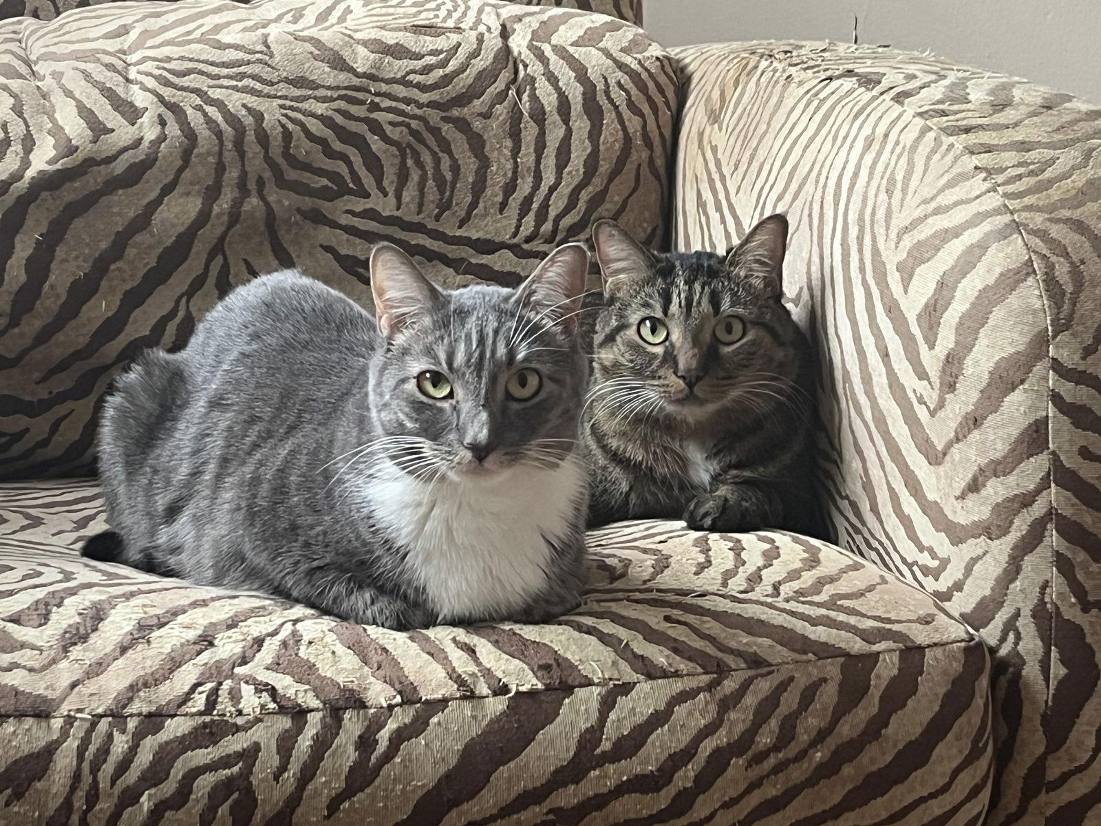 Clove, Adoptable, Adult Female Domestic Short Hair.