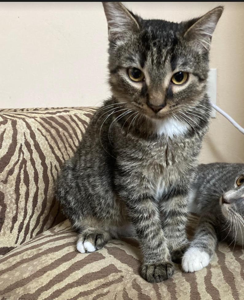 Clove, a Adoptable Domestic Short Hair in Philadelphia, PA image 2/3