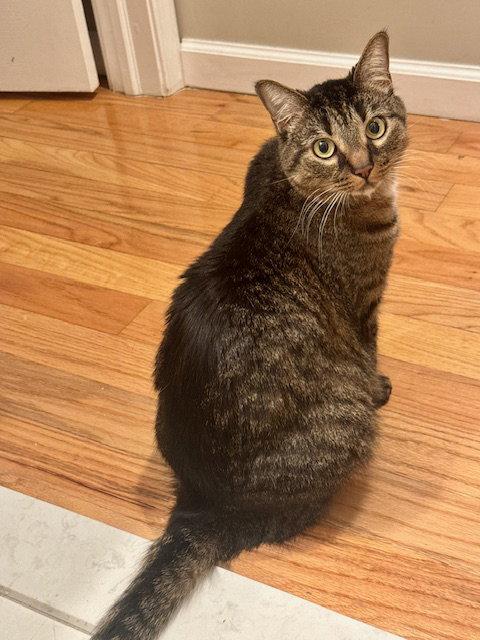 Clove, a Adoptable Domestic Short Hair in Philadelphia, PA image 2/3