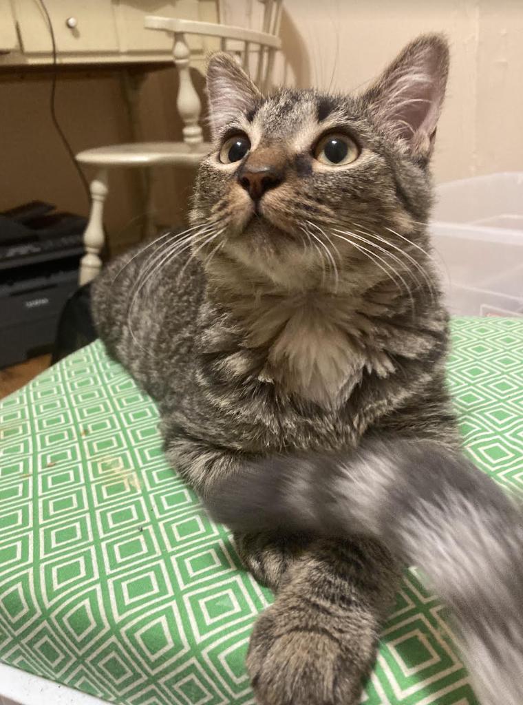 Clove, a Adoptable Domestic Short Hair in Philadelphia, PA image 3/3