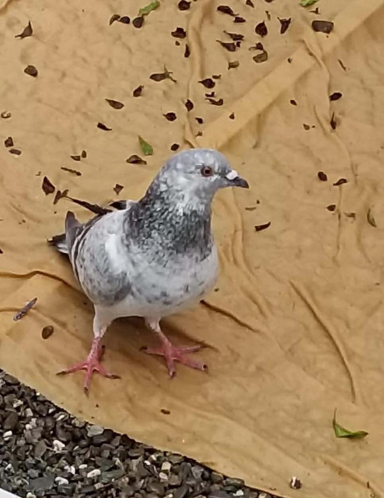 Bonnie w/Boomer, Adopted, Young Female Pigeon.