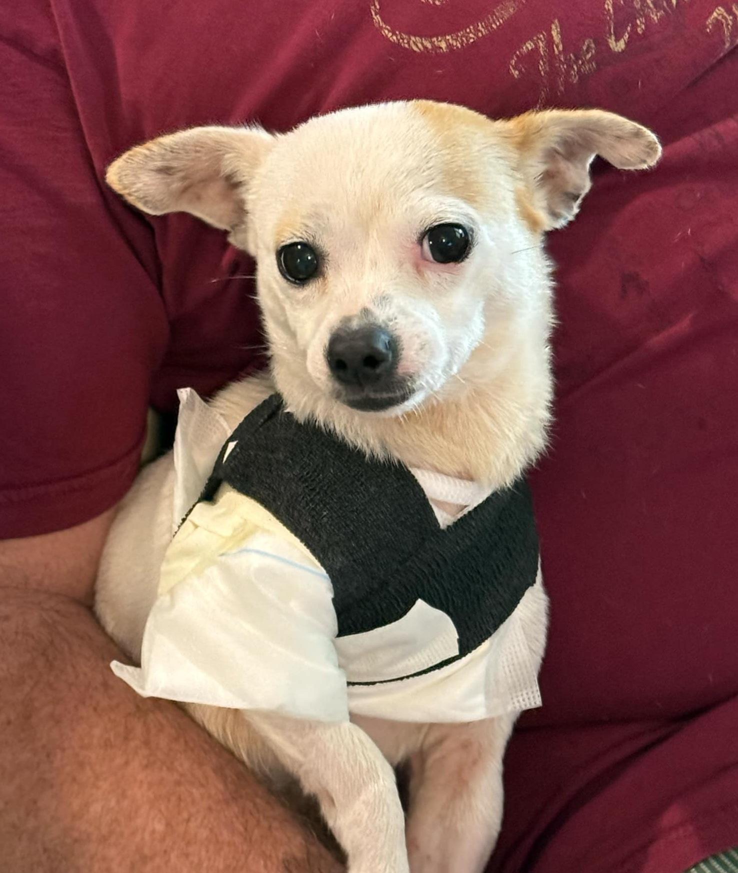 Noel, Adult Female Chihuahua