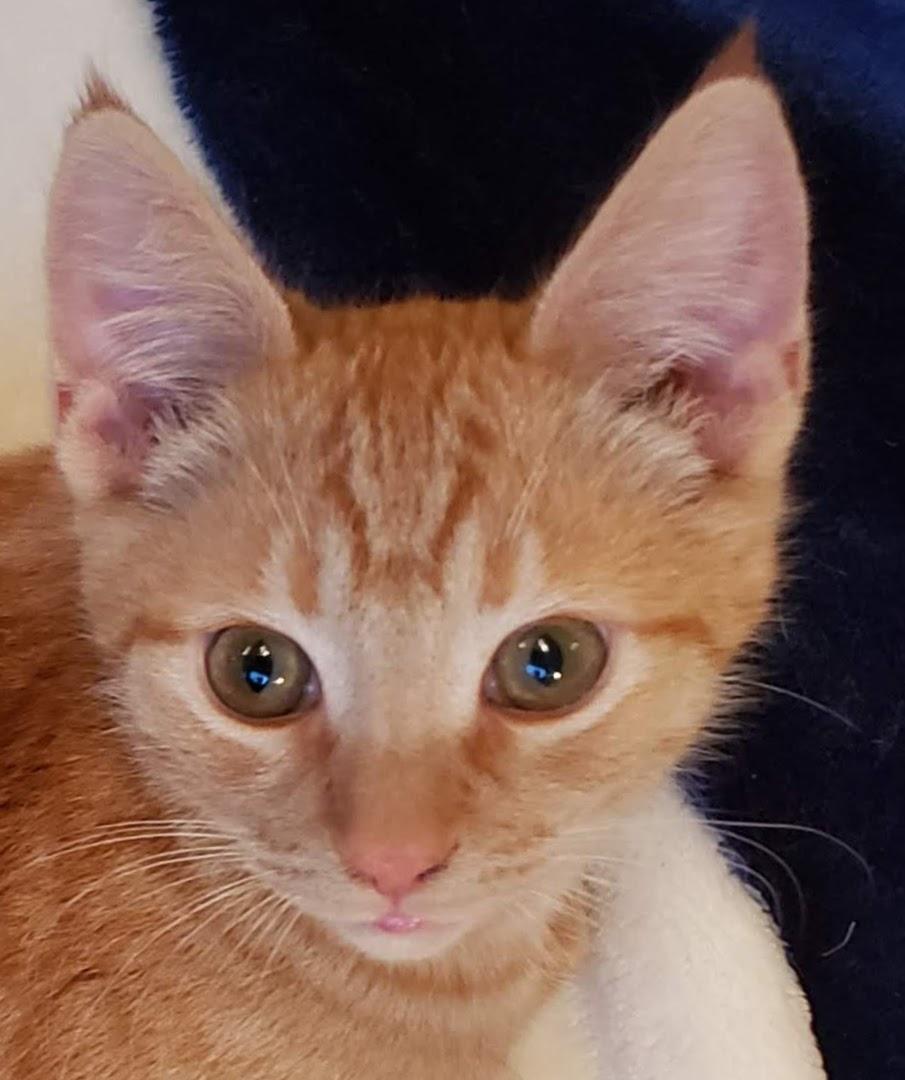 Rudy, ADOPTABLE, Kitten Male Tabby & Tiger.
