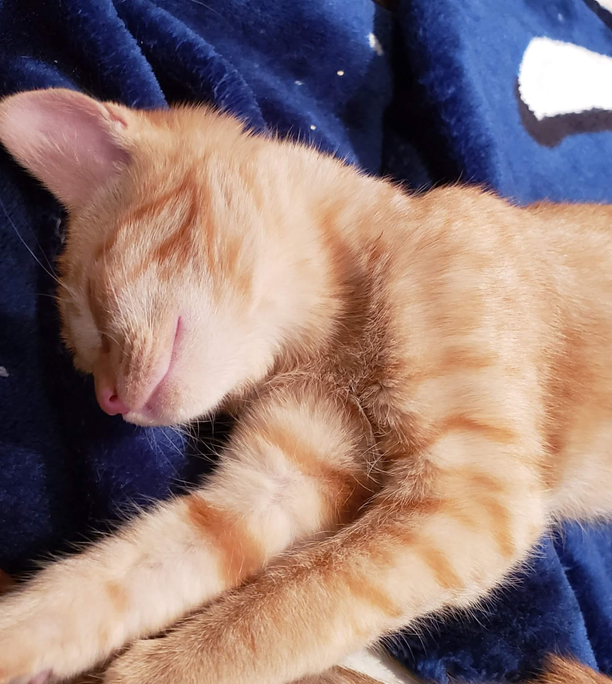 Enlarge Rudy, a ADOPTABLE mixed breed in Bow, WA image 2/3