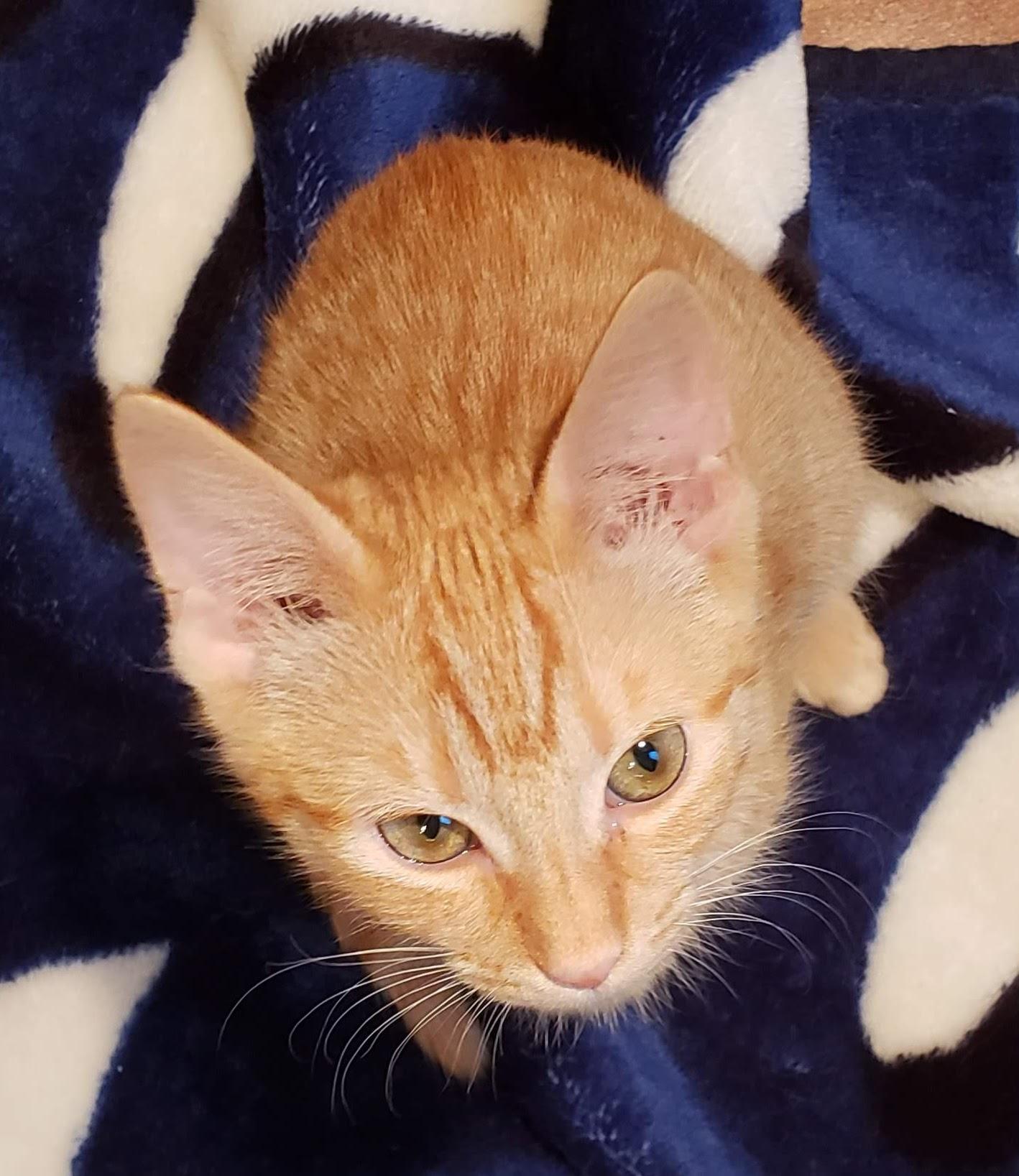 Enlarge Rudy, a ADOPTABLE mixed breed in Bow, WA image 3/3