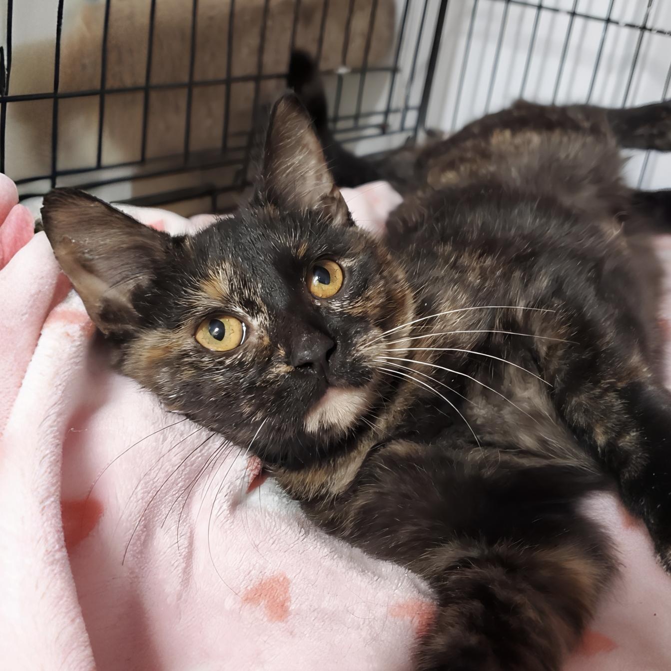 Enlarge Caramel, a Adoptable Domestic Short Hair in Marseilles, IL image 1/1
