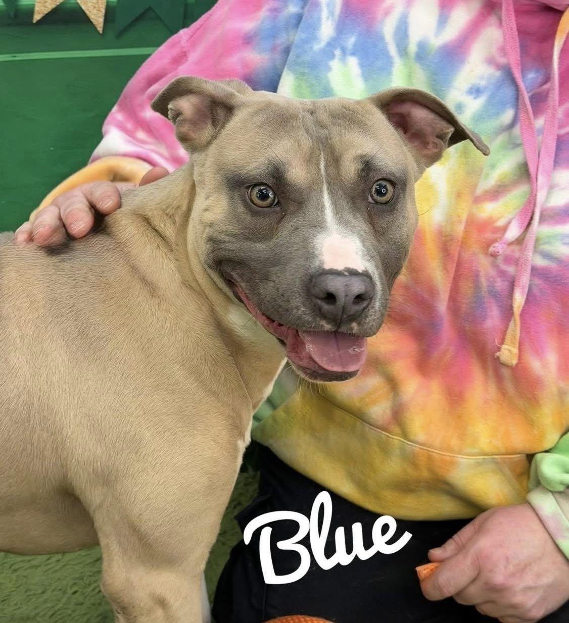 Blue, ADOPTABLE, Adult Male Mixed Breed.