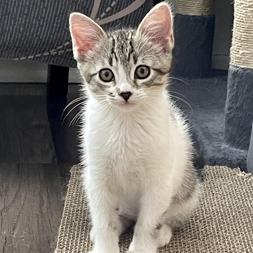 Poldi, Adoptable, Kitten Female Domestic Short Hair.