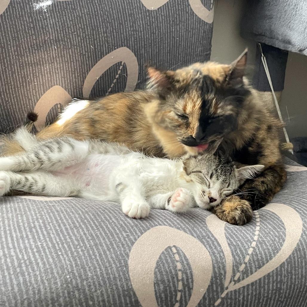 Enlarge Poldi, a Adoptable Domestic Short Hair in Los Angeles, CA image 2/6