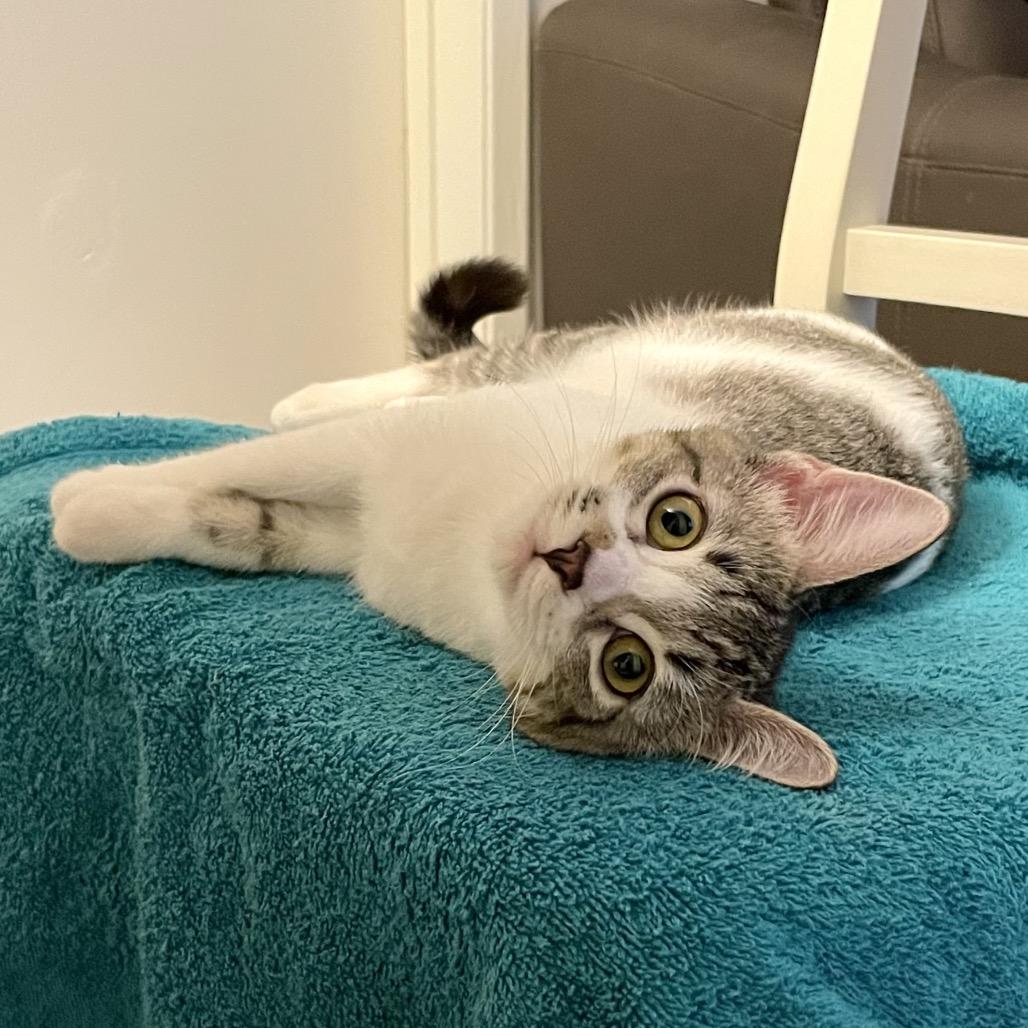 Enlarge Poldi, a Adoptable Domestic Short Hair in Los Angeles, CA image 3/6