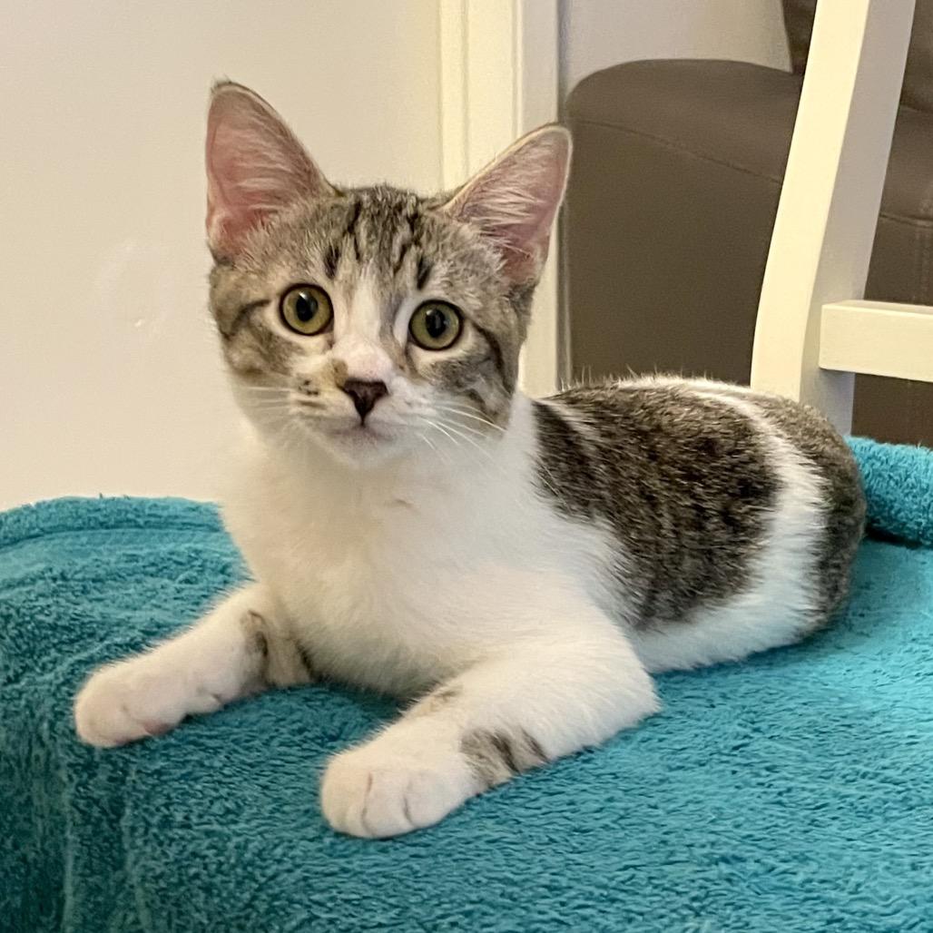 Enlarge Poldi, a Adoptable Domestic Short Hair in Los Angeles, CA image 4/6