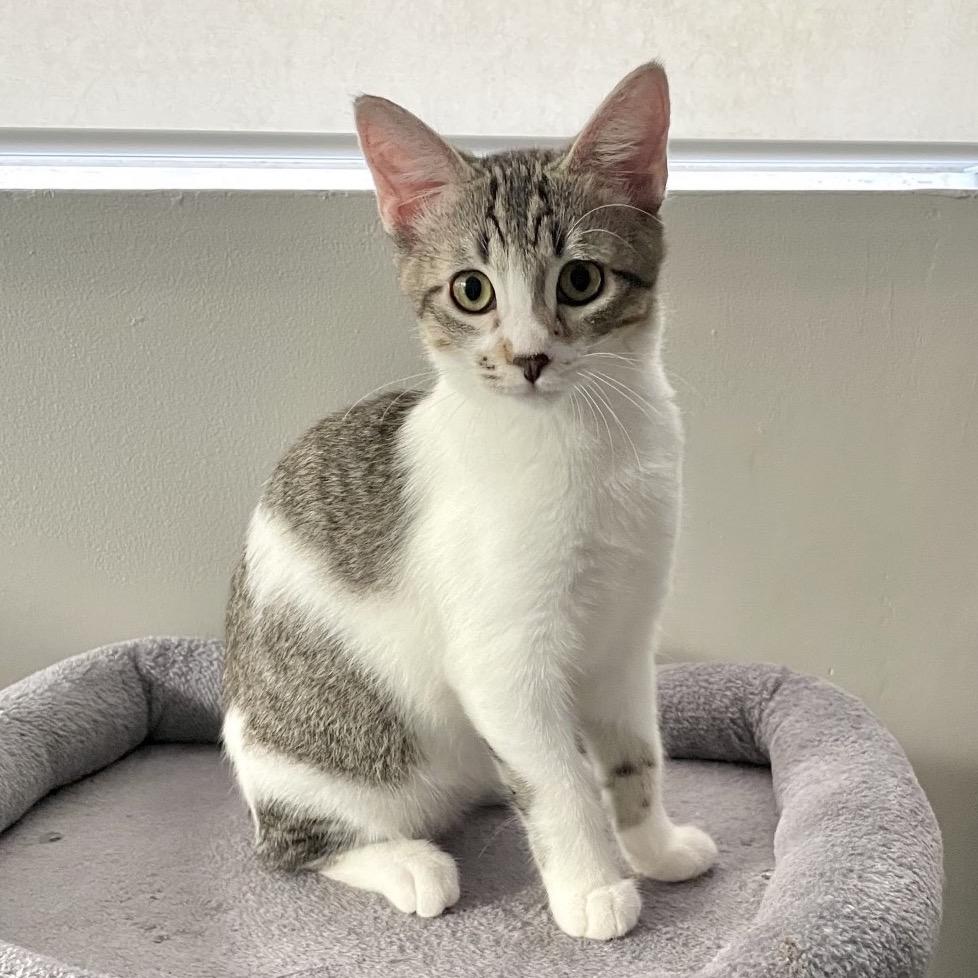 Enlarge Poldi, a Adoptable Domestic Short Hair in Los Angeles, CA image 5/6