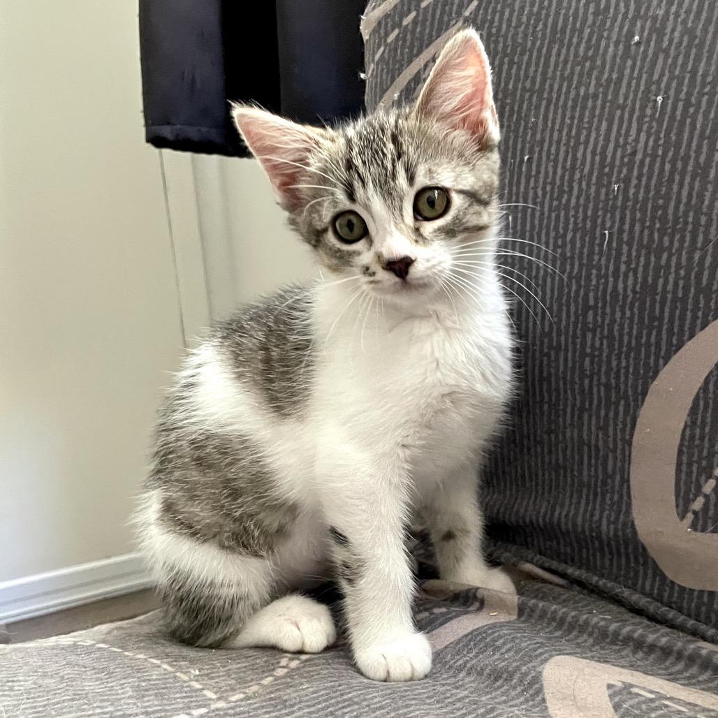 Enlarge Poldi, a Adoptable Domestic Short Hair in Los Angeles, CA image 6/6