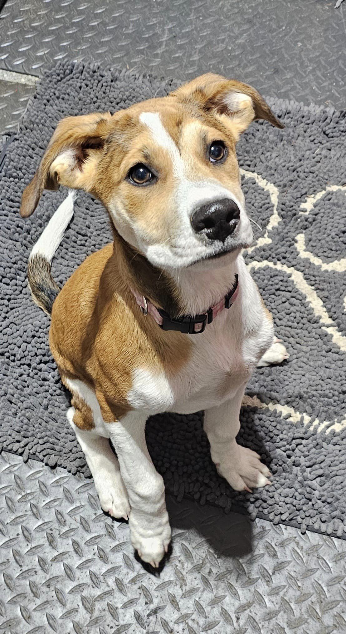 Christie, a Adopted mixed breed in Plainfield, NH image 2/3