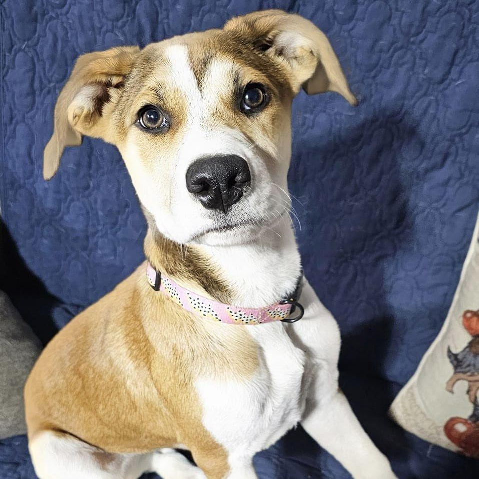 Christie, Adopted, Puppy Female Shepherd.