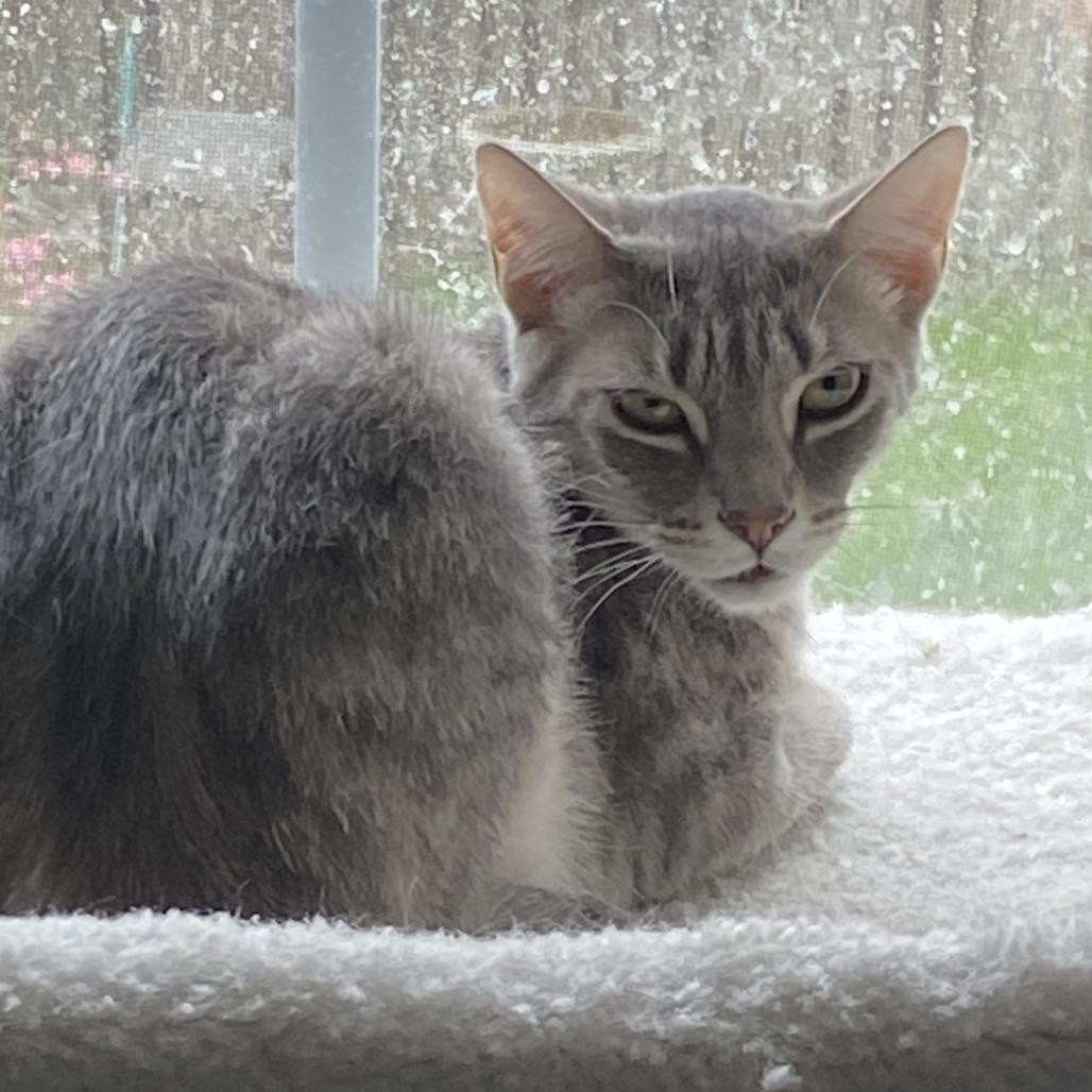 Enlarge Pierre, a Adoptable Domestic Short Hair in Reisterstown, MD image 2/2