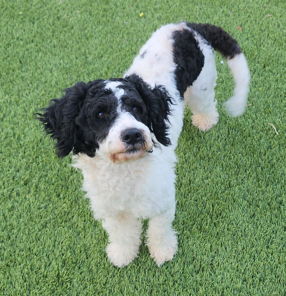 Enlarge Oreo, an adopted Miniature Poodle in Frankfort, KY image 1/2