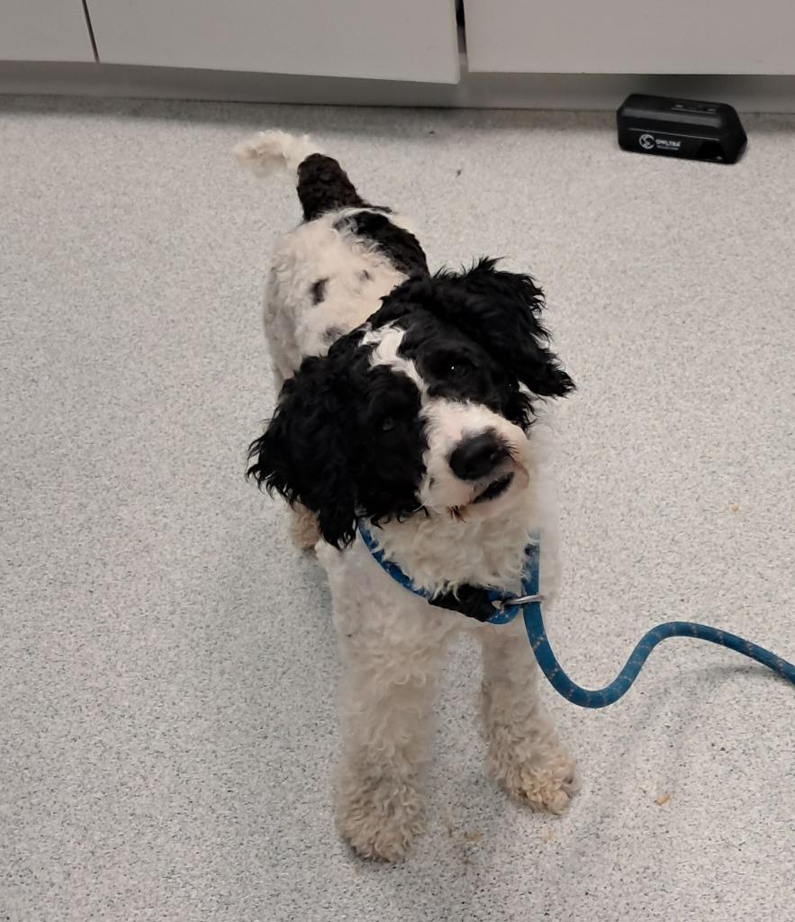 Enlarge Oreo, an adopted Miniature Poodle in Frankfort, KY image 2/2