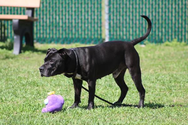 Rex, Adoptable, Adult Male Mixed Breed.