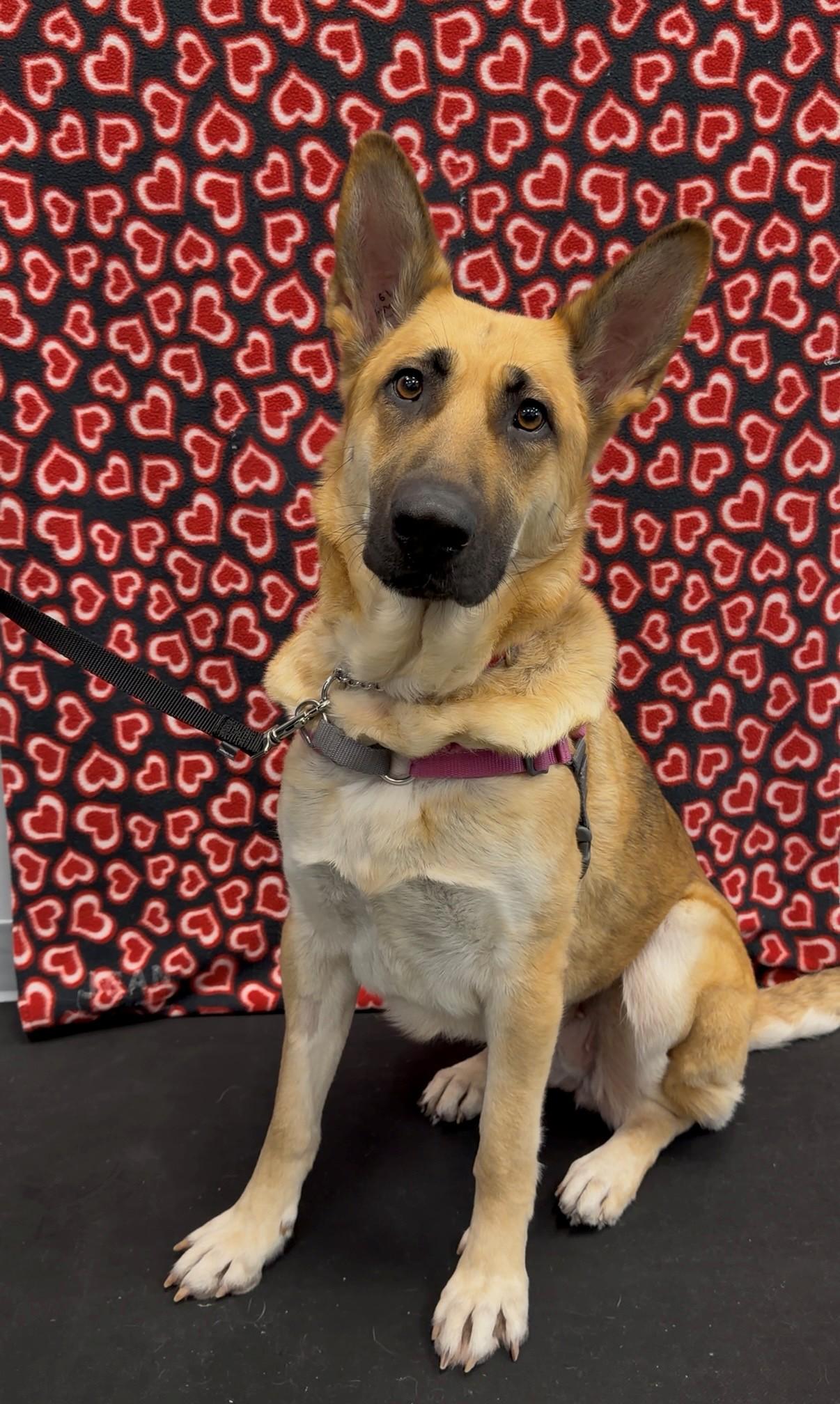 Enlarge Laila, a ADOPTABLE mixed breed in Delta, BC image 2/2