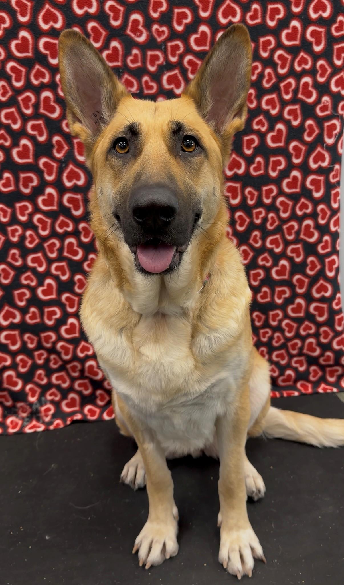 Laila, ADOPTABLE, Adult Female German Shepherd Dog.