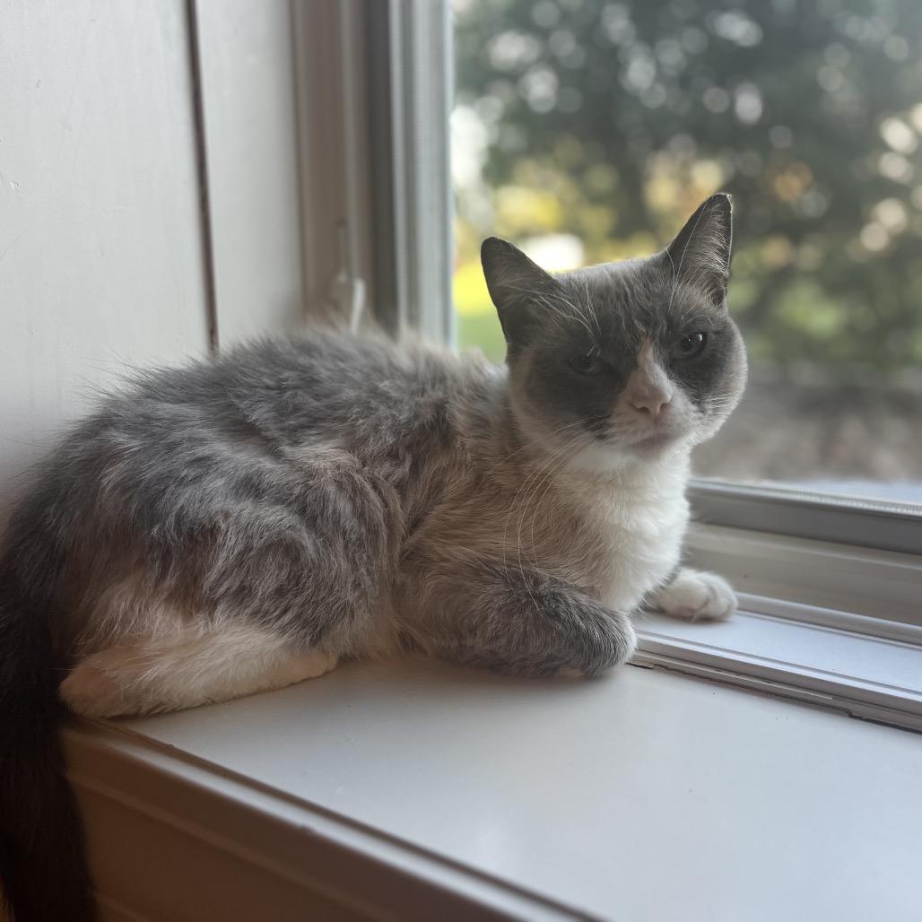 Pretty Girl, Adoptable, Adult Female Siamese.