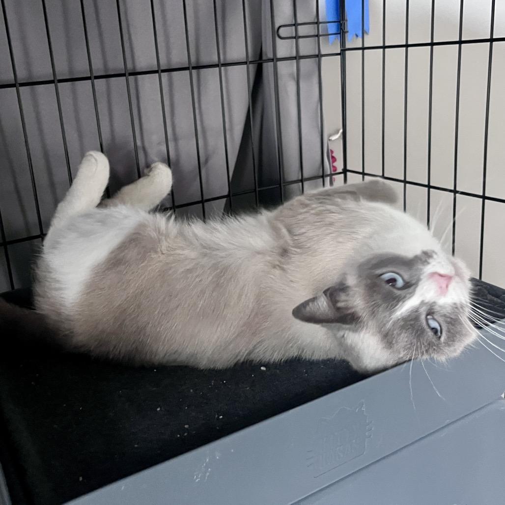 Enlarge Pretty Girl, a Adoptable Siamese in Overland Park, KS image 2/5