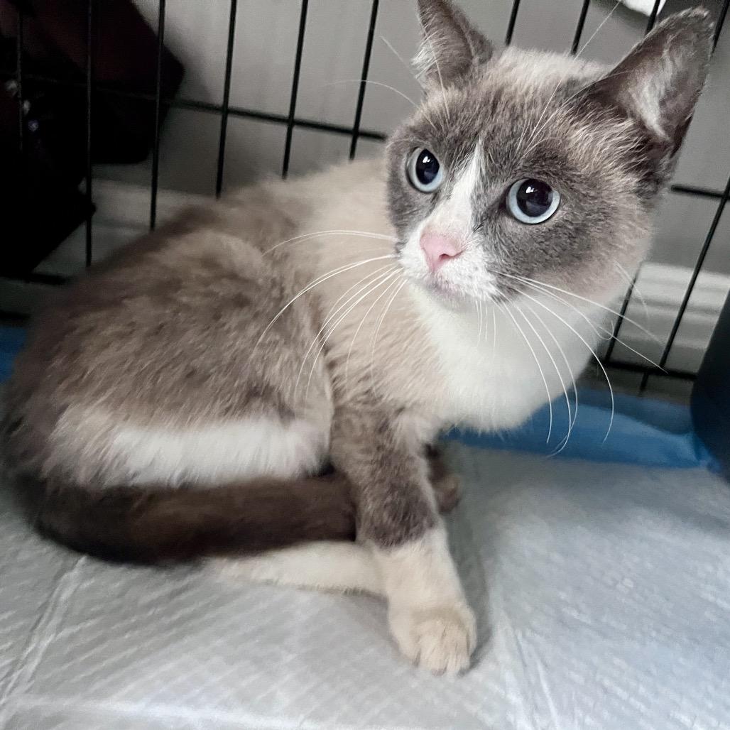 Enlarge Pretty Girl, a Adoptable Siamese in Overland Park, KS image 3/5
