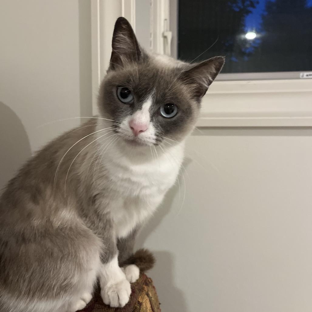 Enlarge Pretty Girl, a Adoptable Siamese in Overland Park, KS image 4/5