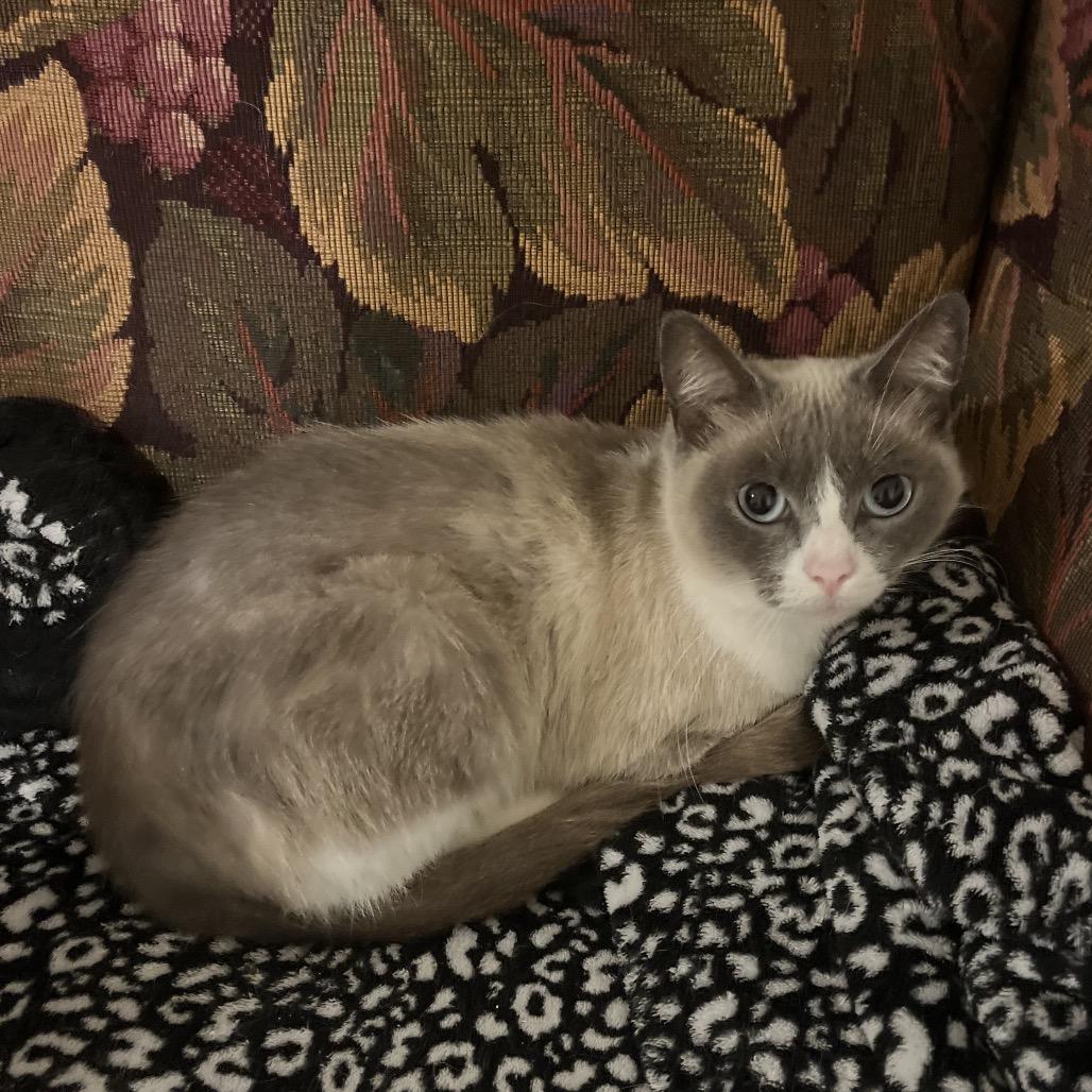 Enlarge Pretty Girl, a Adoptable Siamese in Overland Park, KS image 5/5