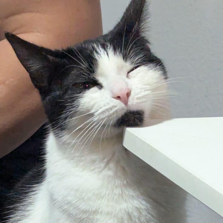 Serafina , a ADOPTABLE Domestic Short Hair in Tijuana, BCN image 4/4