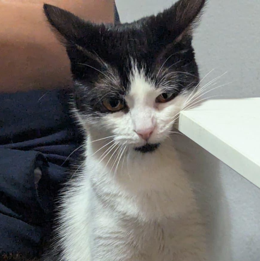 Serafina , a ADOPTABLE Domestic Short Hair in Tijuana, BCN image 3/4