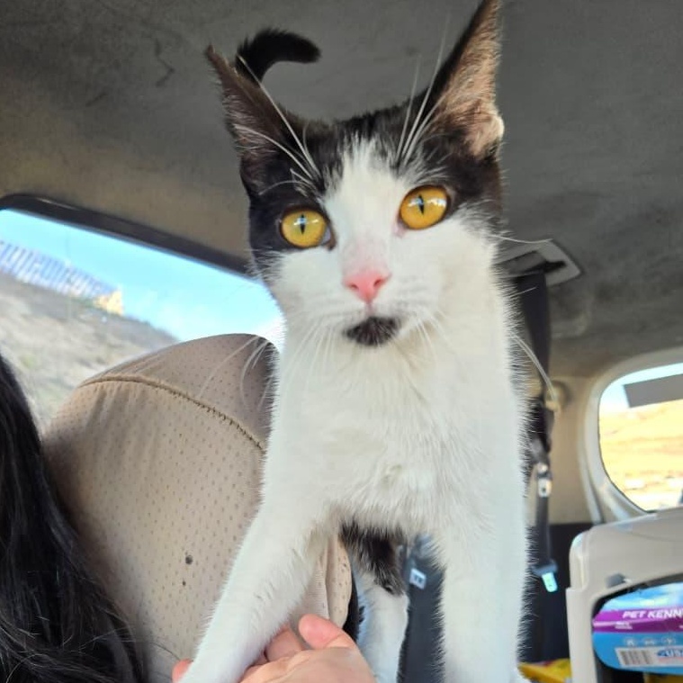Serafina , ADOPTABLE, Young Female Domestic Short Hair.