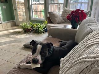 Blue, Adoptable, Young Male American Bulldog & Mixed Breed.
