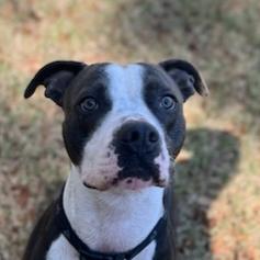 Enlarge Blue, a Adoptable mixed breed in Savannah, GA image 2/3
